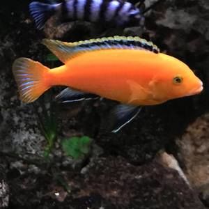 Meet your Posher, Aniello